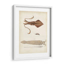 Curiosidades Oceánicas Ii - DeKay | Cuadro decorativo de Canvas Lab