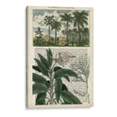 Diario De Los Trópicos I - Vision Studio | Cuadro decorativo de Canvas Lab