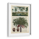 Journal Of The Tropics Iv - Vision Studio | Cuadro decorativo de Canvas Lab