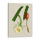 Elegantes Tropicales Ii - Vision Studio | Cuadro decorativo de Canvas Lab