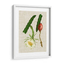 Elegantes Tropicales Ii - Vision Studio | Cuadro decorativo de Canvas Lab