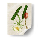 Elegantes Tropicales Ii - Vision Studio | Cuadro decorativo de Canvas Lab