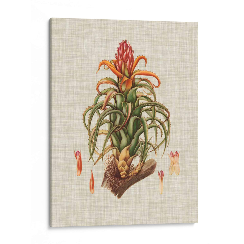 Elegantes Tropicales Iv - Vision Studio | Cuadro decorativo de Canvas Lab