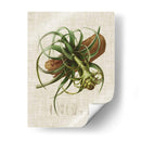 Elegantes Tropicales V - Vision Studio | Cuadro decorativo de Canvas Lab