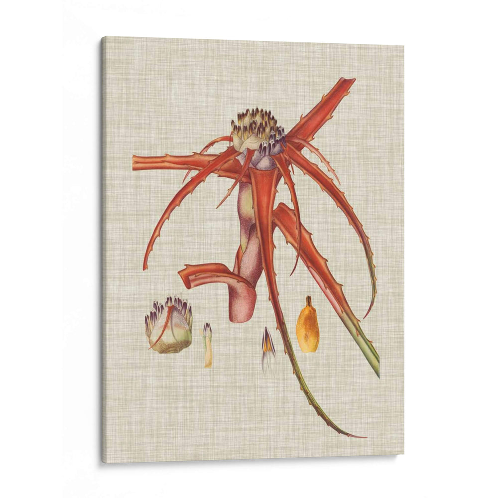 Elegantes Tropicales Vi - Vision Studio | Cuadro decorativo de Canvas Lab