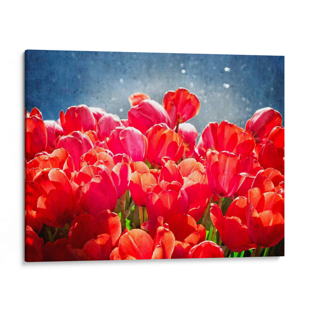 Fucsia Tulipanes I - Rachel Perry | Cuadro decorativo de Canvas Lab