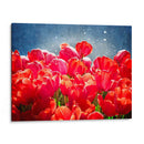 Fucsia Tulipanes I - Rachel Perry | Cuadro decorativo de Canvas Lab