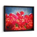 Fucsia Tulipanes I - Rachel Perry | Cuadro decorativo de Canvas Lab