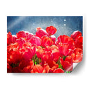 Fucsia Tulipanes I - Rachel Perry | Cuadro decorativo de Canvas Lab