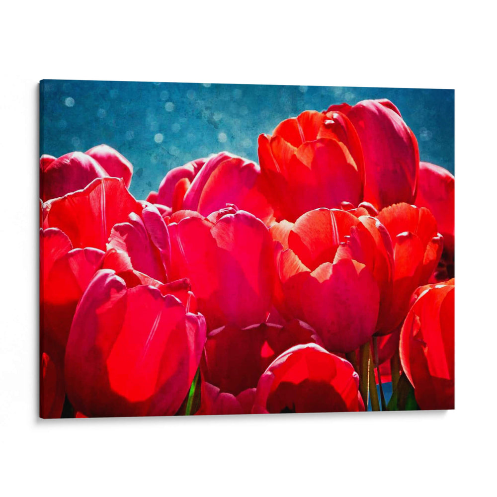 Fucsia Tulips Ii - Rachel Perry | Cuadro decorativo de Canvas Lab