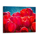 Fucsia Tulips Ii - Rachel Perry | Cuadro decorativo de Canvas Lab