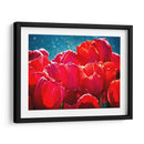 Fucsia Tulips Ii - Rachel Perry | Cuadro decorativo de Canvas Lab