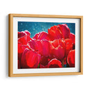 Fucsia Tulips Ii - Rachel Perry | Cuadro decorativo de Canvas Lab