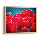 Fucsia Tulips Ii - Rachel Perry | Cuadro decorativo de Canvas Lab
