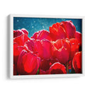 Fucsia Tulips Ii - Rachel Perry | Cuadro decorativo de Canvas Lab