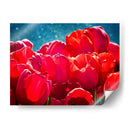 Fucsia Tulips Ii - Rachel Perry | Cuadro decorativo de Canvas Lab