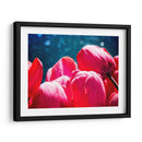 Fucsia Tulips Iii - Rachel Perry | Cuadro decorativo de Canvas Lab
