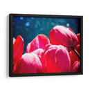 Fucsia Tulips Iii - Rachel Perry | Cuadro decorativo de Canvas Lab