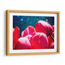 Fucsia Tulips Iii - Rachel Perry | Cuadro decorativo de Canvas Lab