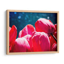 Fucsia Tulips Iii - Rachel Perry | Cuadro decorativo de Canvas Lab