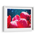Fucsia Tulips Iii - Rachel Perry | Cuadro decorativo de Canvas Lab