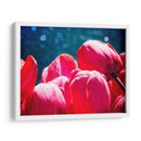 Fucsia Tulips Iii - Rachel Perry | Cuadro decorativo de Canvas Lab