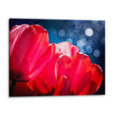 Fucsia Tulipanes Iv - Rachel Perry | Cuadro decorativo de Canvas Lab