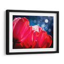 Fucsia Tulipanes Iv - Rachel Perry | Cuadro decorativo de Canvas Lab