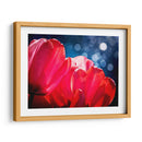 Fucsia Tulipanes Iv - Rachel Perry | Cuadro decorativo de Canvas Lab