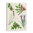 Ensamblaje Dulce Ii - Melissa Wang | Cuadro decorativo de Canvas Lab