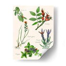 Ensamblaje Dulce Ii - Melissa Wang | Cuadro decorativo de Canvas Lab