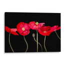 Amapolas Dramáticas - Sandra Iafrate | Cuadro decorativo de Canvas Lab