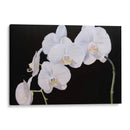 Orquídeas Dramáticas I - Sandra Iafrate | Cuadro decorativo de Canvas Lab