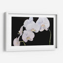 Orquídeas Dramáticas I - Sandra Iafrate | Cuadro decorativo de Canvas Lab