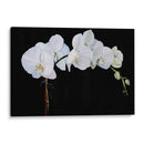 Orquídeas Dramáticas Ii - Sandra Iafrate | Cuadro decorativo de Canvas Lab