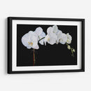 Orquídeas Dramáticas Ii - Sandra Iafrate | Cuadro decorativo de Canvas Lab