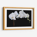 Orquídeas Dramáticas Ii - Sandra Iafrate | Cuadro decorativo de Canvas Lab