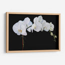 Orquídeas Dramáticas Ii - Sandra Iafrate | Cuadro decorativo de Canvas Lab