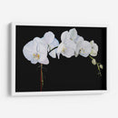 Orquídeas Dramáticas Ii - Sandra Iafrate | Cuadro decorativo de Canvas Lab