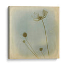 Se Desvaneció I - Jennifer Jorgensen | Cuadro decorativo de Canvas Lab