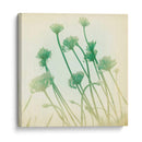 Se Desvaneció Ii - Jennifer Jorgensen | Cuadro decorativo de Canvas Lab