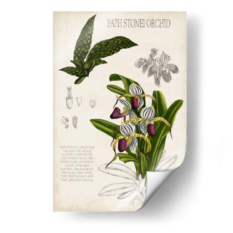 Notas Del Campo De La Orquídea I - Naomi McCavitt | Cuadro decorativo de Canvas Lab