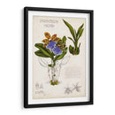 Notas De Campo De Orquídeas Ii - Naomi McCavitt | Cuadro decorativo de Canvas Lab