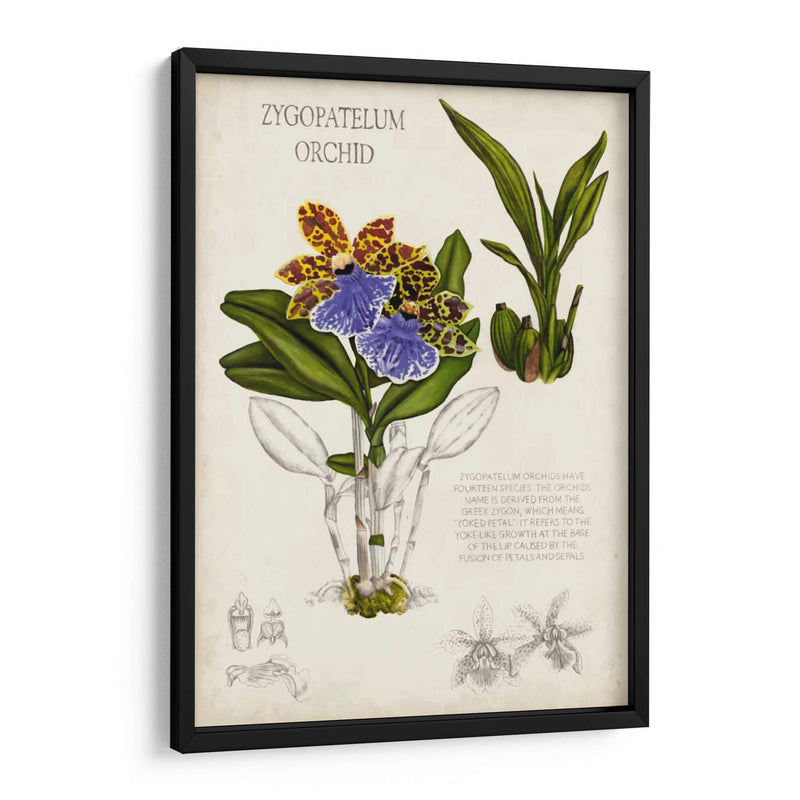 Notas De Campo De Orquídeas Ii - Naomi McCavitt | Cuadro decorativo de Canvas Lab