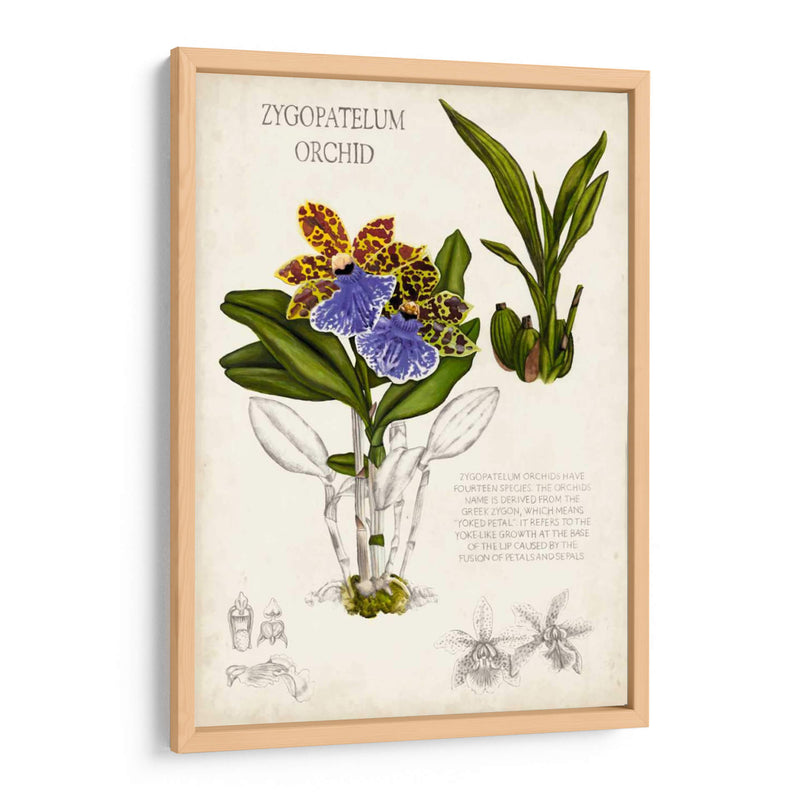 Notas De Campo De Orquídeas Ii - Naomi McCavitt | Cuadro decorativo de Canvas Lab