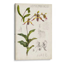 Notas De Campo De Orquídeas Iii - Naomi McCavitt | Cuadro decorativo de Canvas Lab