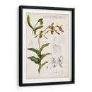 Notas De Campo De Orquídeas Iii - Naomi McCavitt | Cuadro decorativo de Canvas Lab