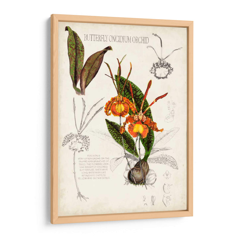 Notas De Campo De Orquídea Iv - Naomi McCavitt | Cuadro decorativo de Canvas Lab