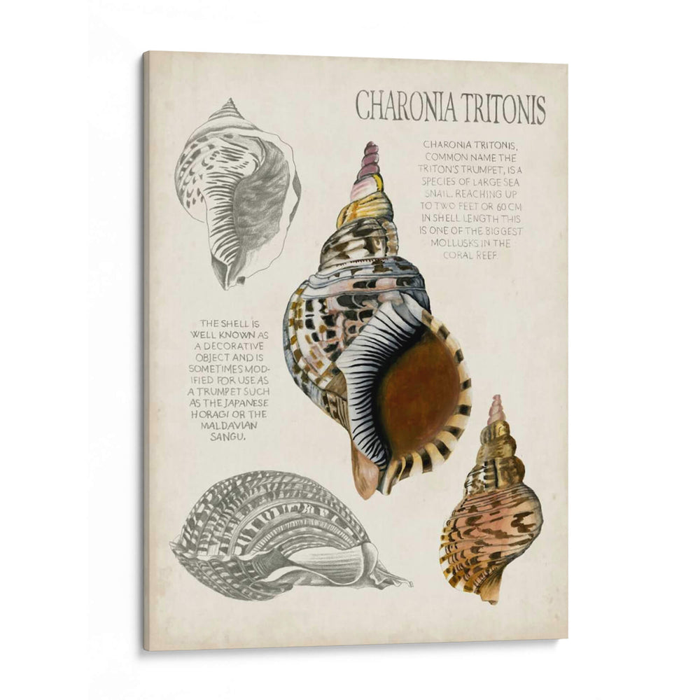 Notas De Campo De La Concha - Naomi McCavitt | Cuadro decorativo de Canvas Lab