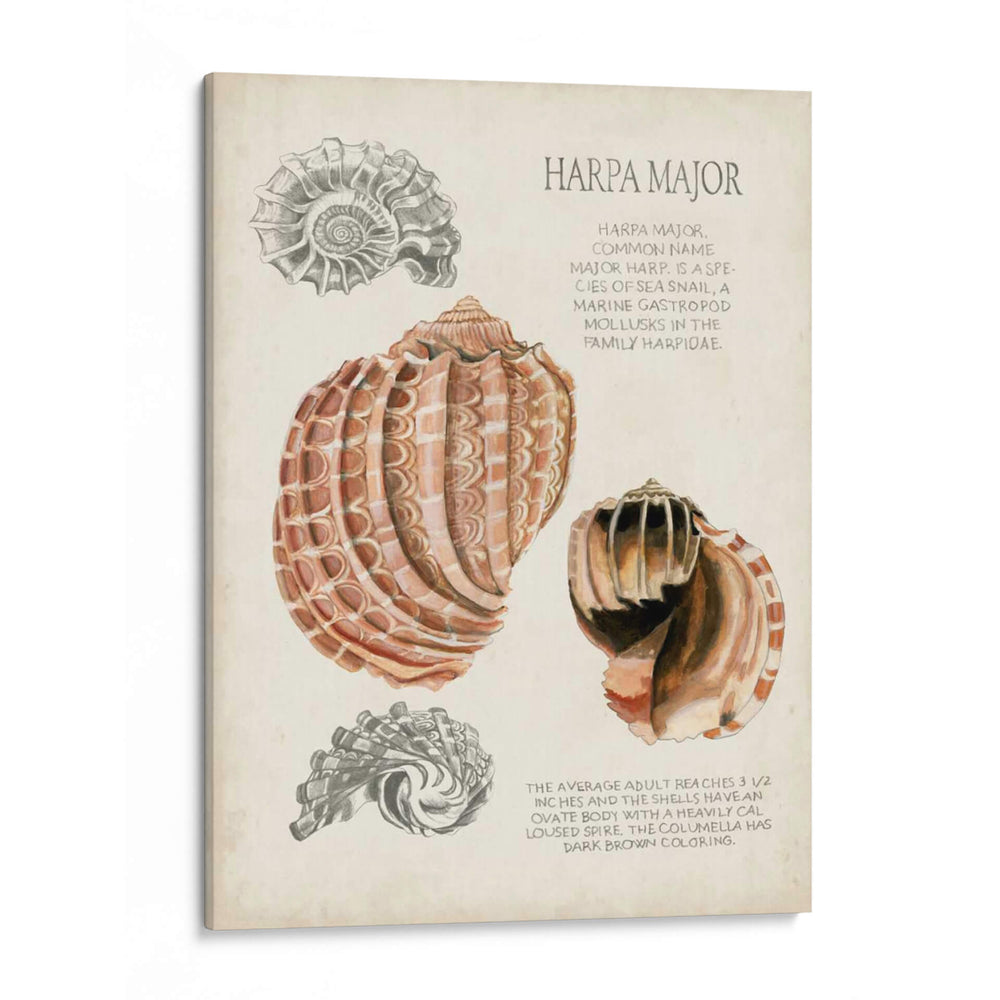 Notas De Campo De La Concha Marina Ii - Naomi McCavitt | Cuadro decorativo de Canvas Lab